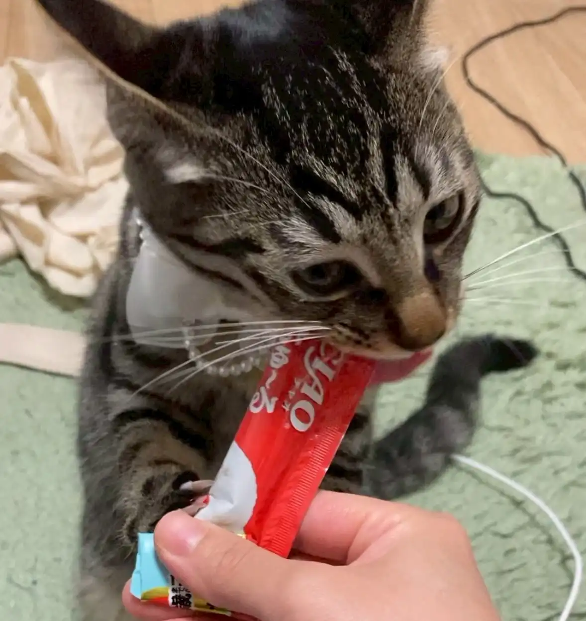 ちゅーるうまうま