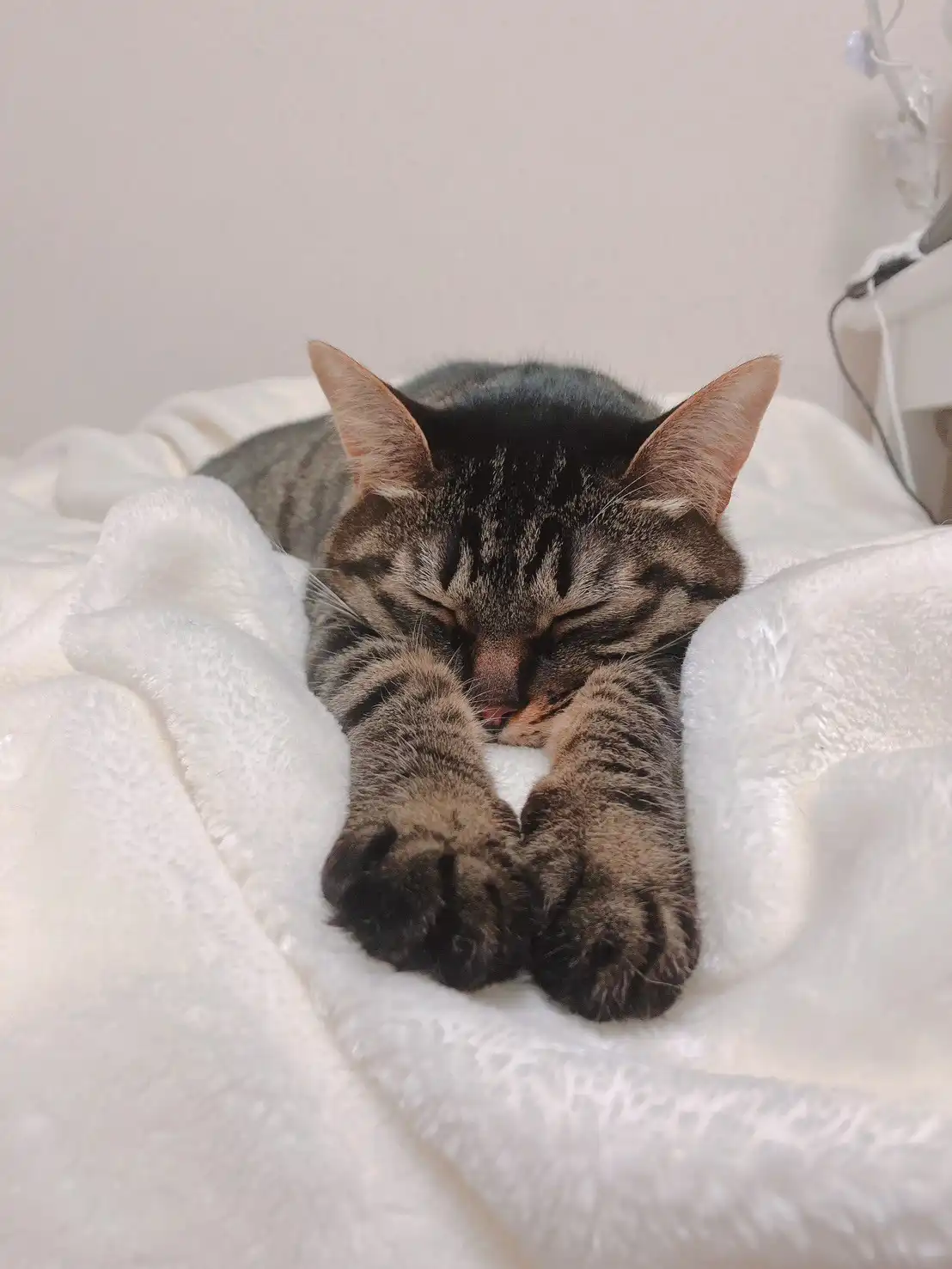 成長中のキジトラ猫うる