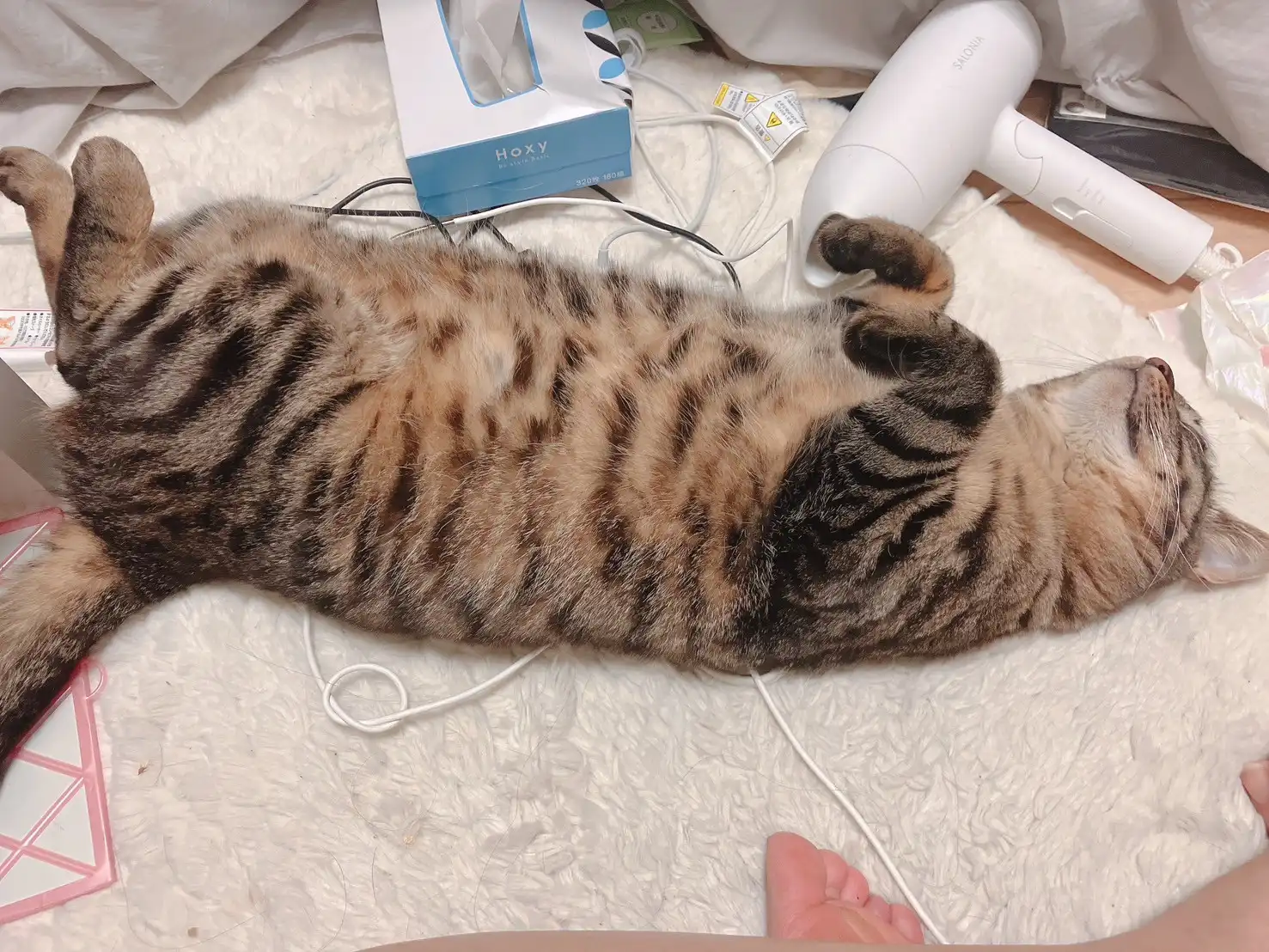 大人になったキジトラ猫うる