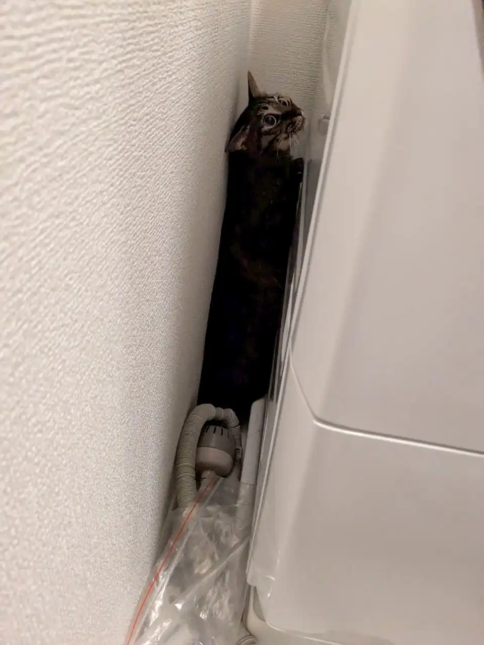 新居で緊張するキジトラ猫うる