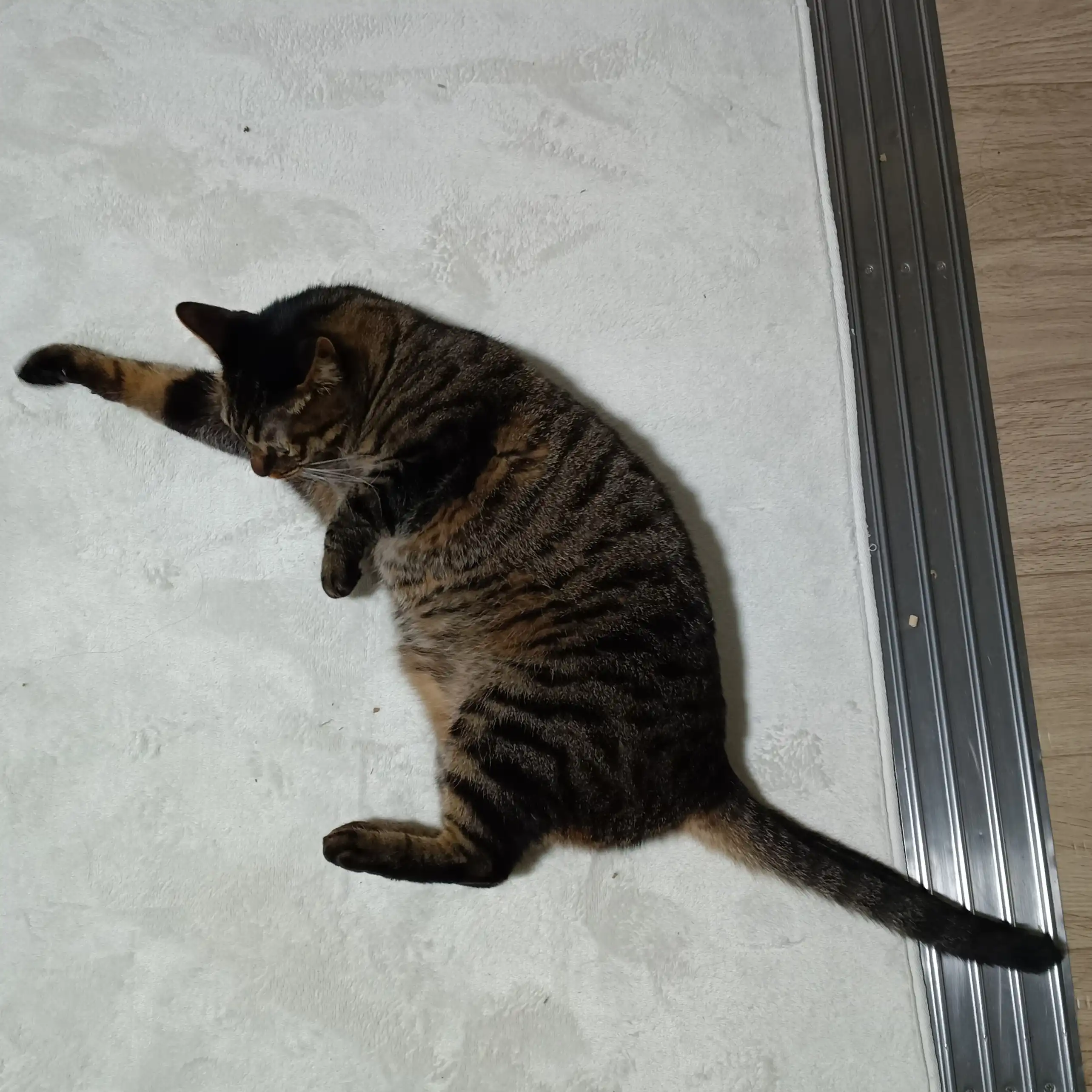 現在のキジトラ猫うる - 3歳