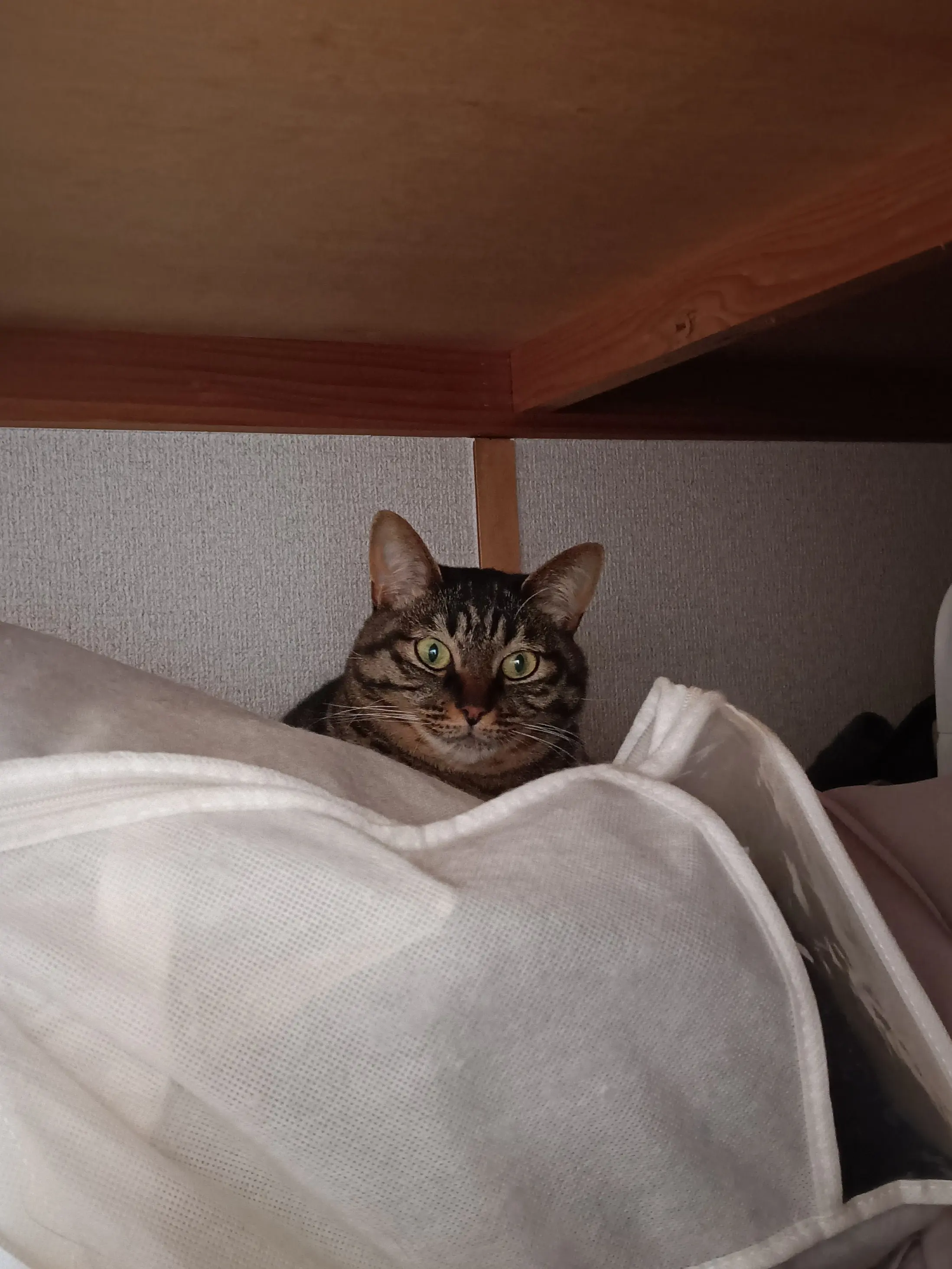 押し入れに入るキジトラ猫うる