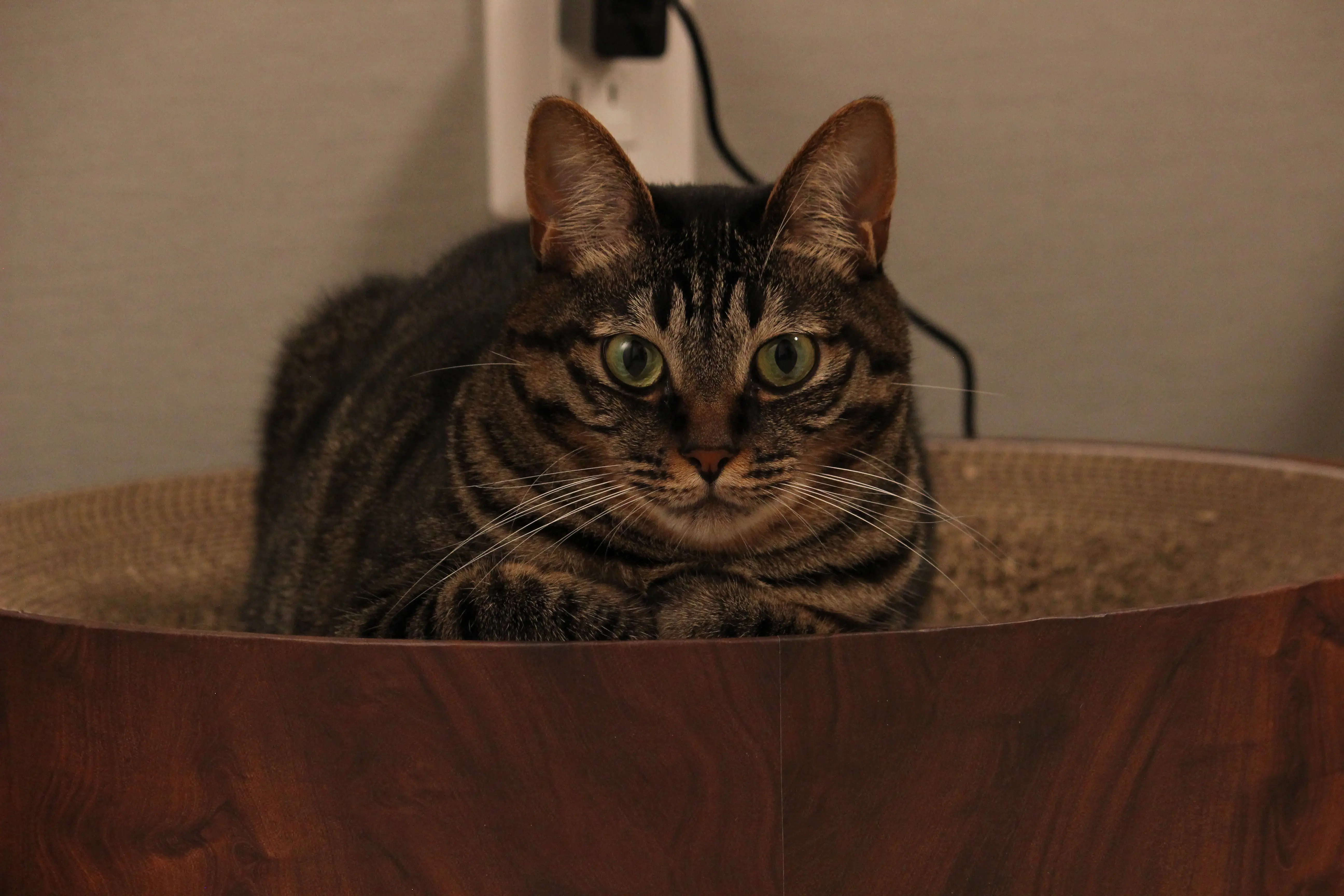 猫壱 バリバリボウル 爪研ぎ